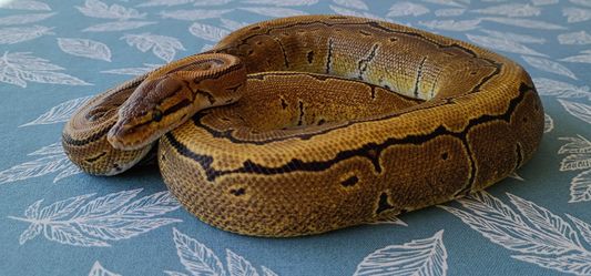 Ball Python - Morph: Pinstripe with Setup and Accesories