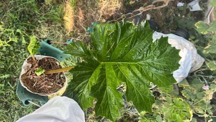 Live Potted Large-Leaf Plant