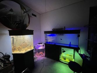 Aquarium Tanks For Sale