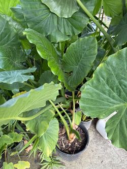 Beautiful plants