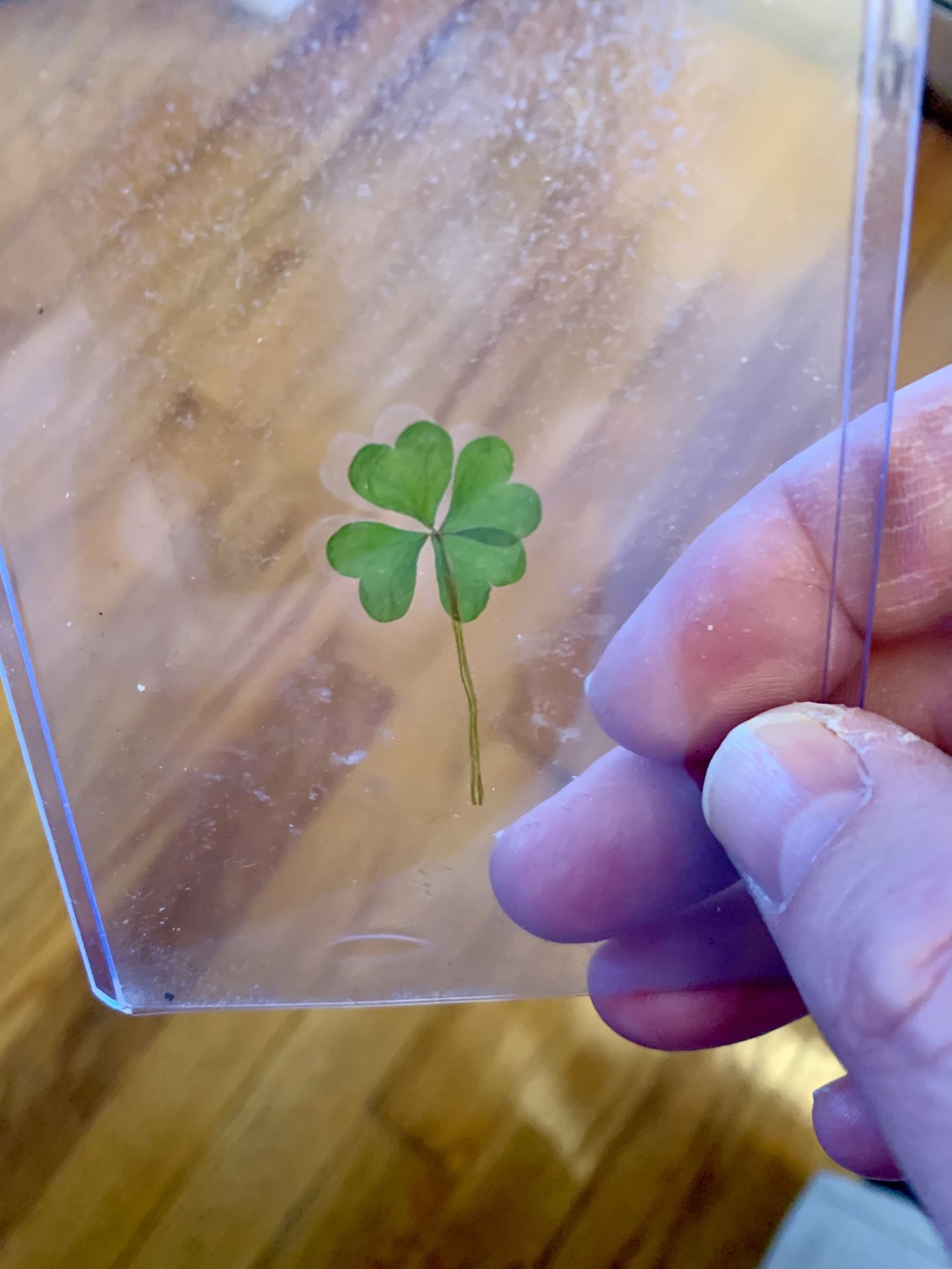 Four Leaf Clover Lucky 