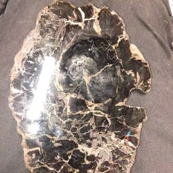 Petrified Wood Slab Black Tree