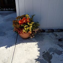 Succulents In Pot