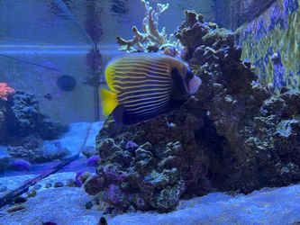 Innovative Marine Nuvo EXT 100G Aquarium Complete Reef System