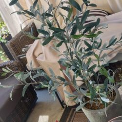 Olive Plant Decoration With Pot