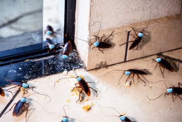 Lalomatafumitodo Garantizado Economico