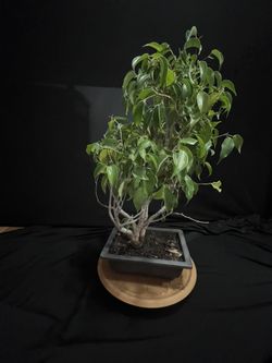 Bonsai