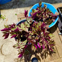 Purple Tradescantia Zebrina Plants