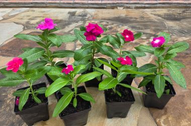 Healthy Blooming Flowers / plants