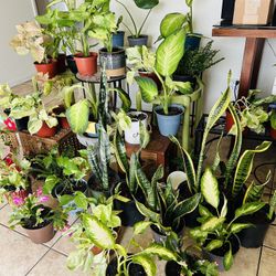 Plants For Sake 10 Each 