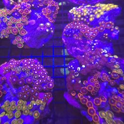 Saltwater Aquarium Corals 