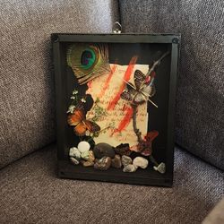 Taxidermy butterfly Frame