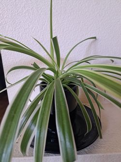 Spider Plant