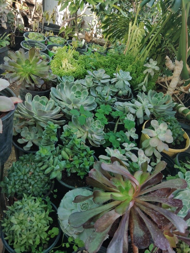 Plants For Sale