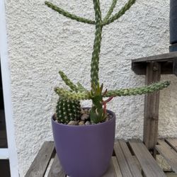 Cacti Arrangement 