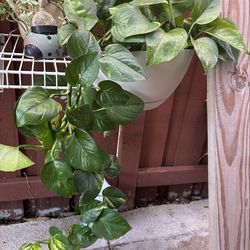 In A Hanging Fiber Glass 2 Gl. Pot… Photos Plant ..$25.00  Firm