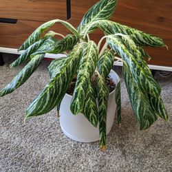 Chinese Evergreen Plant with Ceramic Pot