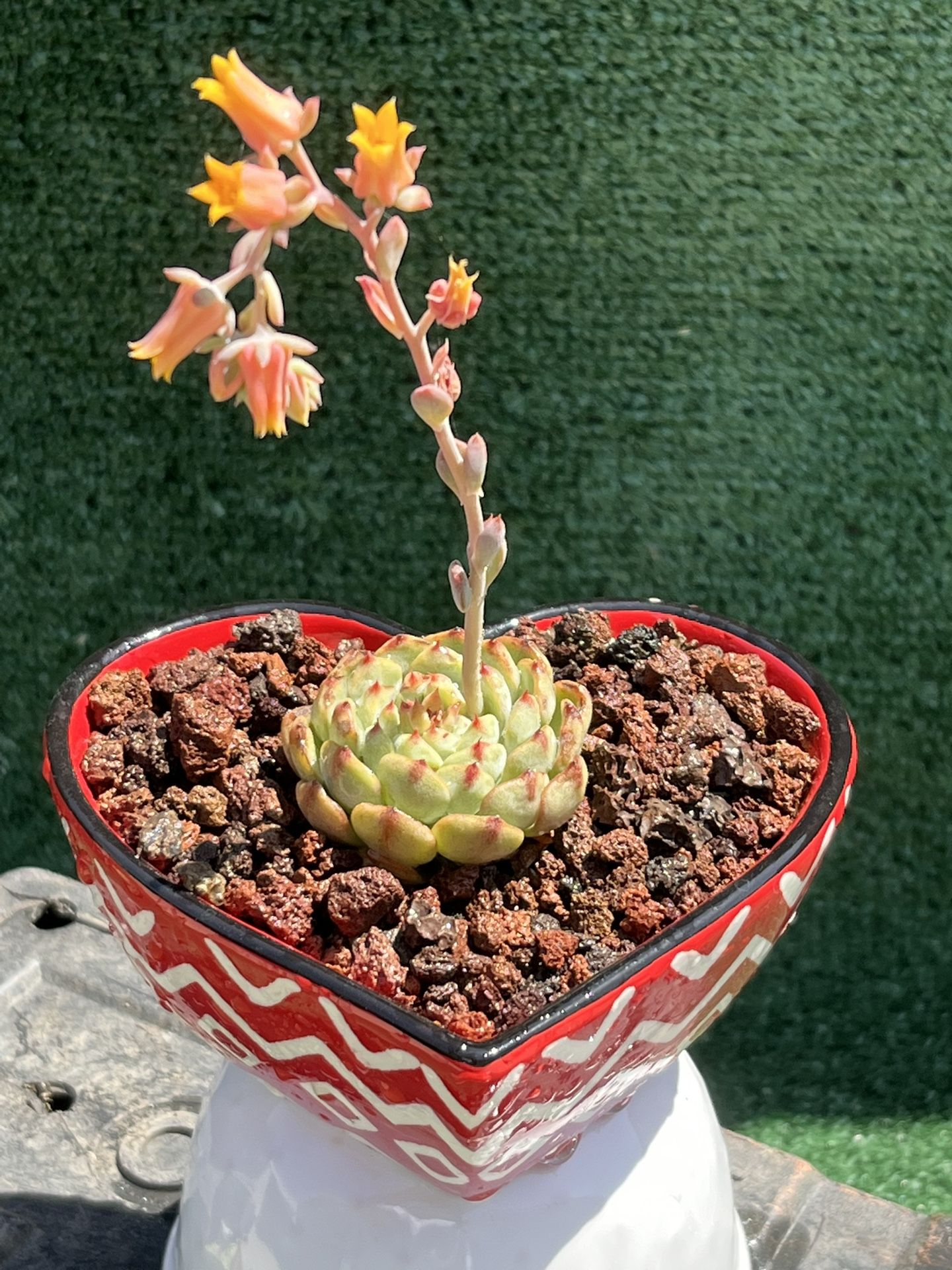 Heart Shape Ceramic With Succulent