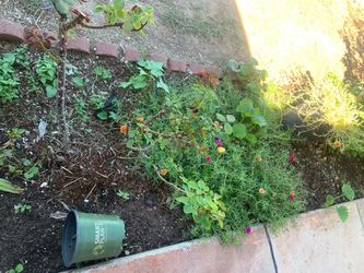 Garden Filled With Many Plants
