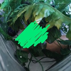 gecko enclosure 