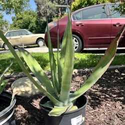Blue Agave 