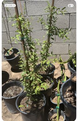 Red Pomegranate Trees 3F $35 Each Price Firm
