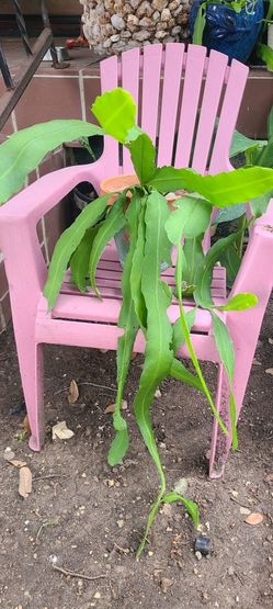 Planta