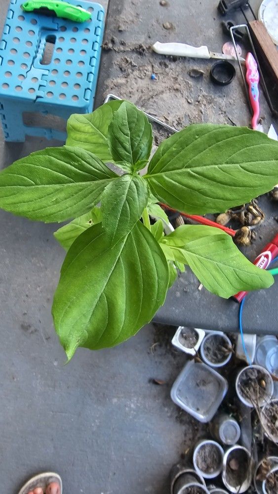 Smells So Good! Cinnamon Basil Plants, Grown From Seeds