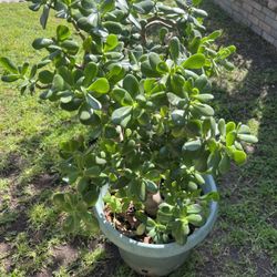 Jade Plant 