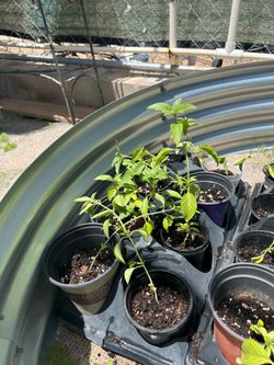 Basil