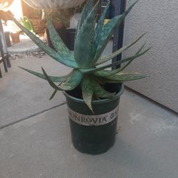 Large Aloe Vera