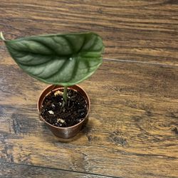 Alocasia Silver Dragon Plant