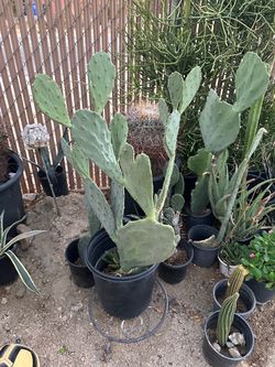 Opuntia