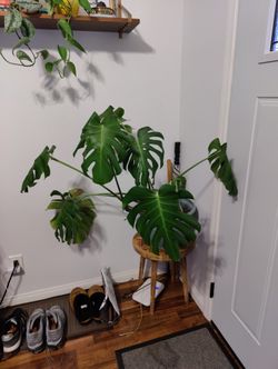 monstera deliciosa