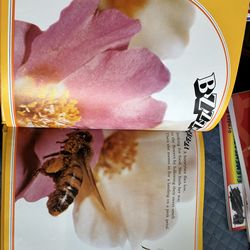 Honeybees National Geographic Society