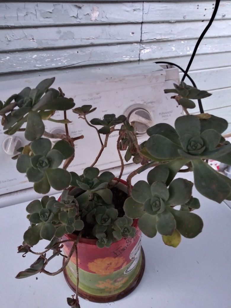 Suculenta
