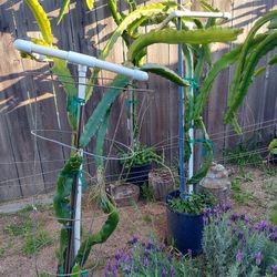 Dragon Fruit Plants/tree