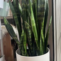 Snake plant