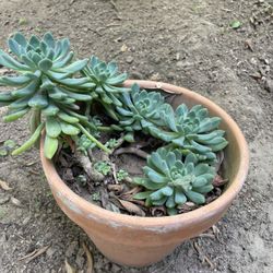 Organic Succulents 