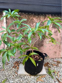Large jamaican apple pomarosa fruit tree