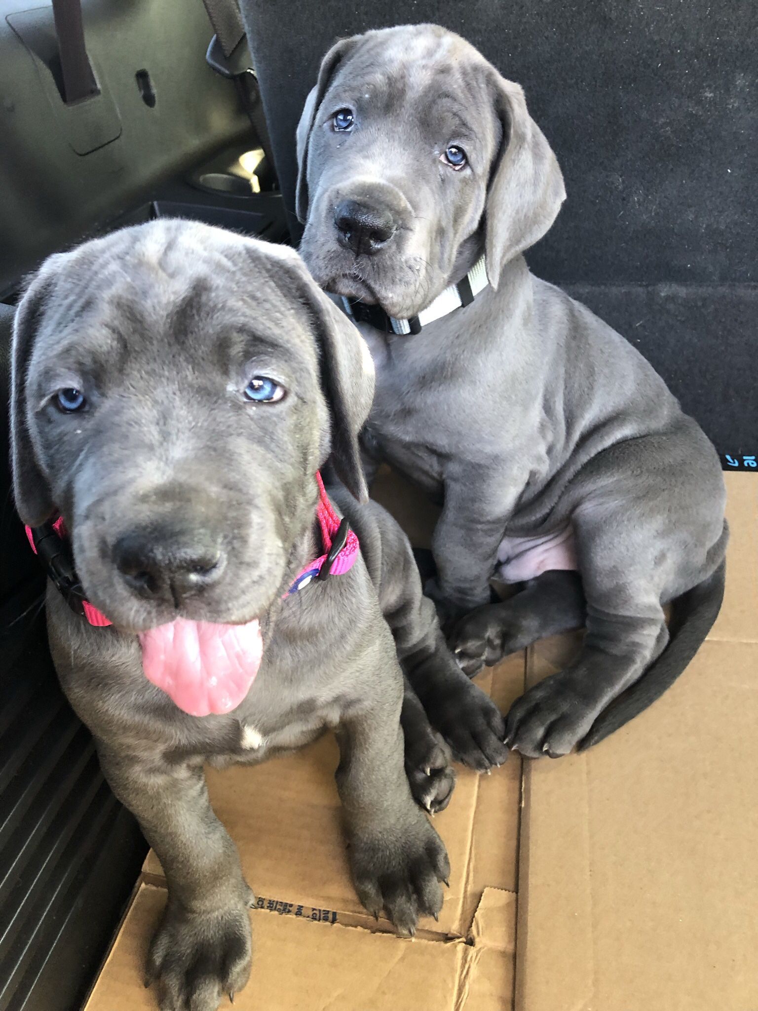 Puppy Collars For AKC Registered European Blue Great Danes