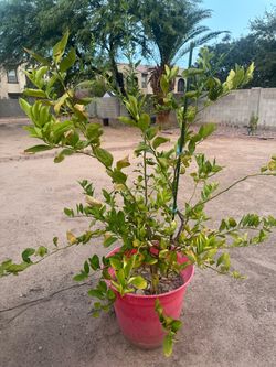 Mature Lemon Tree With Red Pot – Lisbon Variety – $85