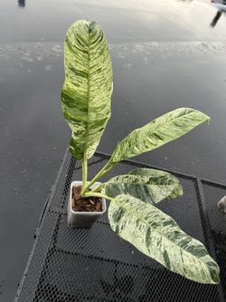 Epi Gigantium var
