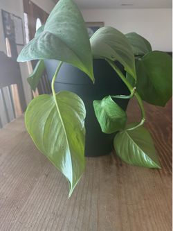 Pothos potted plant