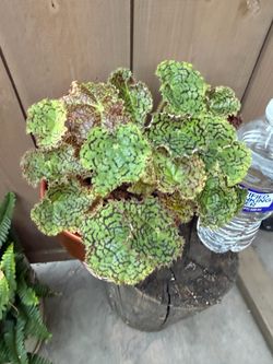 Begonia