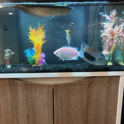 Fluval Fish Tank With Stand And Fish 