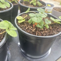 Strawberry Plant In 10 Inch Planter 