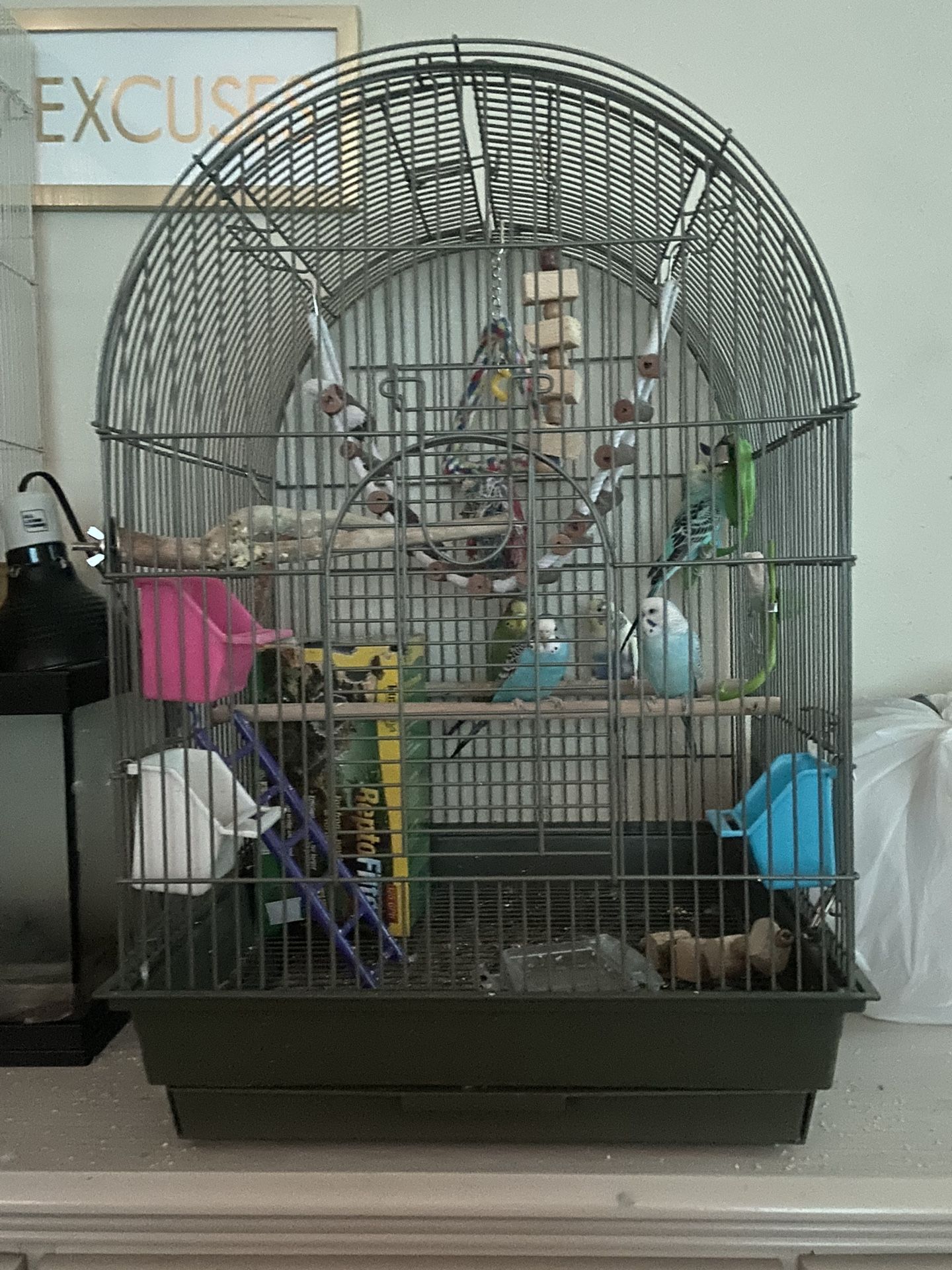 Breeding pair And 3 Budgies And Cages (Totaling 5) 