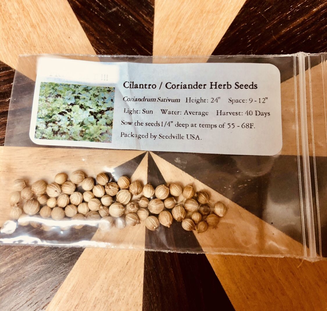 Cilantro Seeds, Nursery-Grown