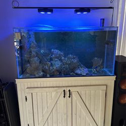 Fish Tank 